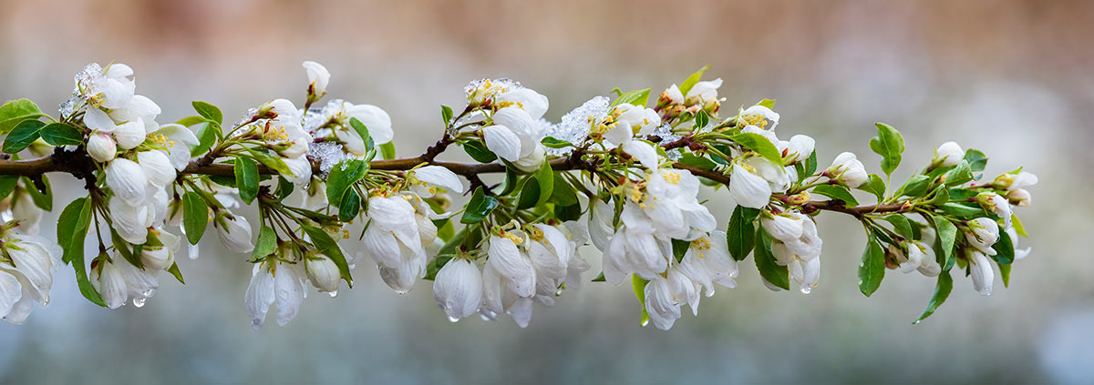 White Cherry Blossoms Spring Snow