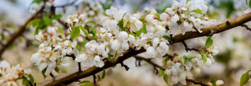 White Cherry Blossoms Covered in Snow