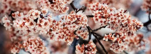 White and Red Cherry Blossoms