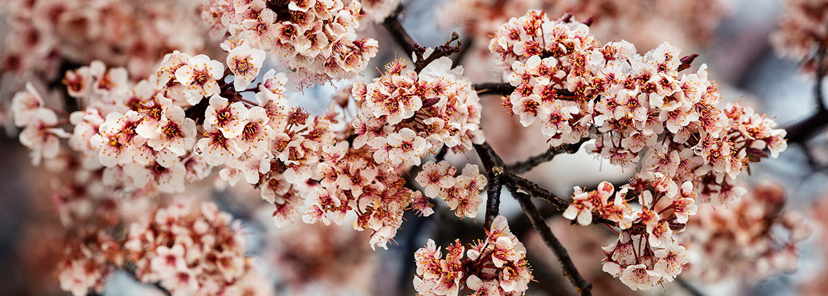 White and Red Cherry Blossoms