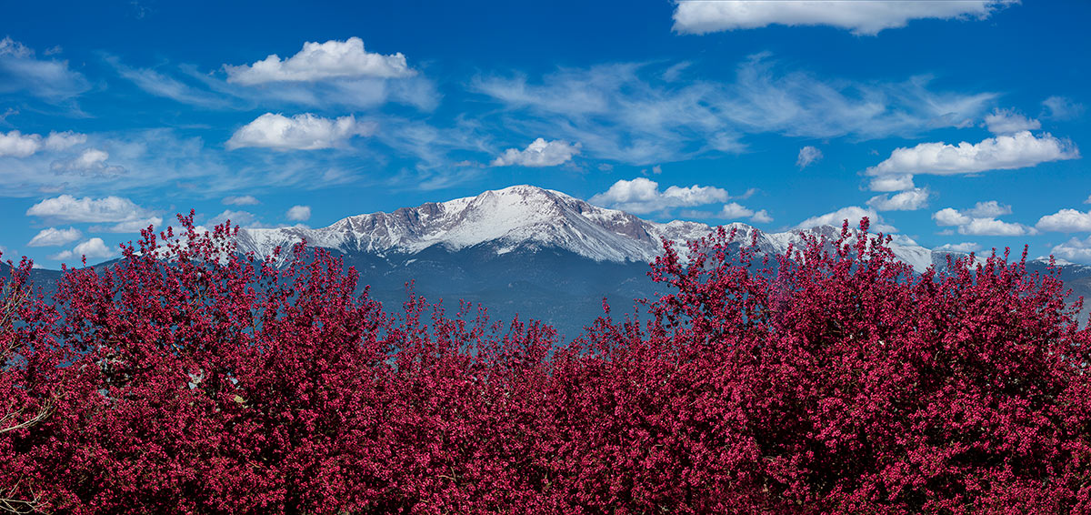 Pikes Peak Spring Cherry Blossom Trees