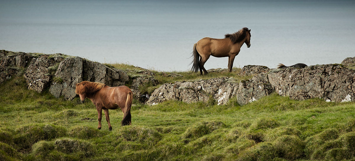 Iceland Horses