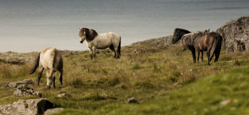 Iceland Horses