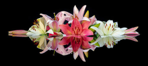 Macro Flower Photography by Lewis Carlyle