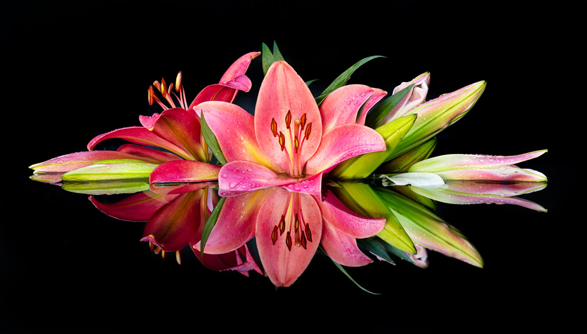 Pink Lily Starburst Reflections