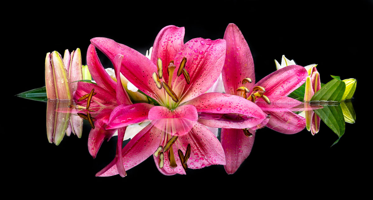 Macro Flower Photography by Lewis Carlyle