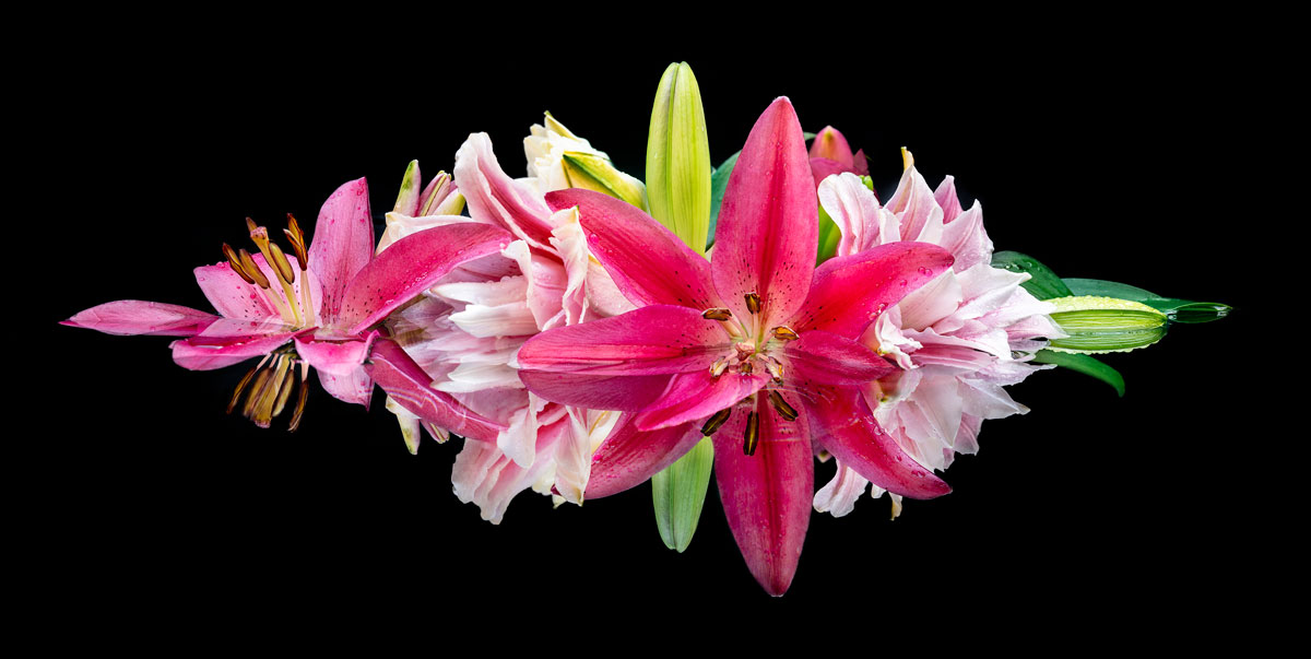 Macro Flower Photography by Lewis Carlyle