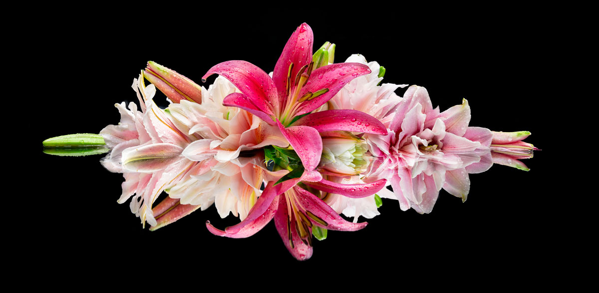 Macro Flower Photography by Lewis Carlyle