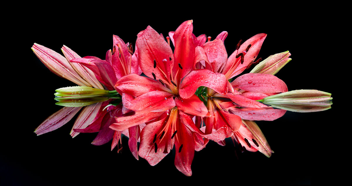 Macro Flower Photography by Lewis Carlyle