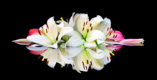 Macro Flower Photography by Lewis Carlyle