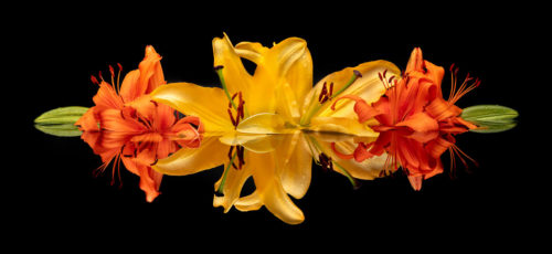 Orange Sunburst Lilies - Lewis Carlyle Photography