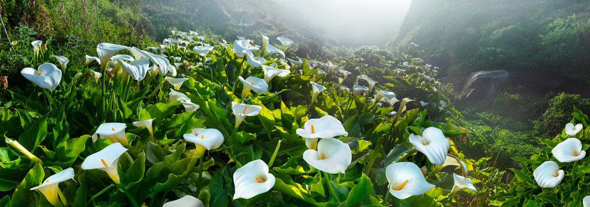 Cala Lily Misty Valley