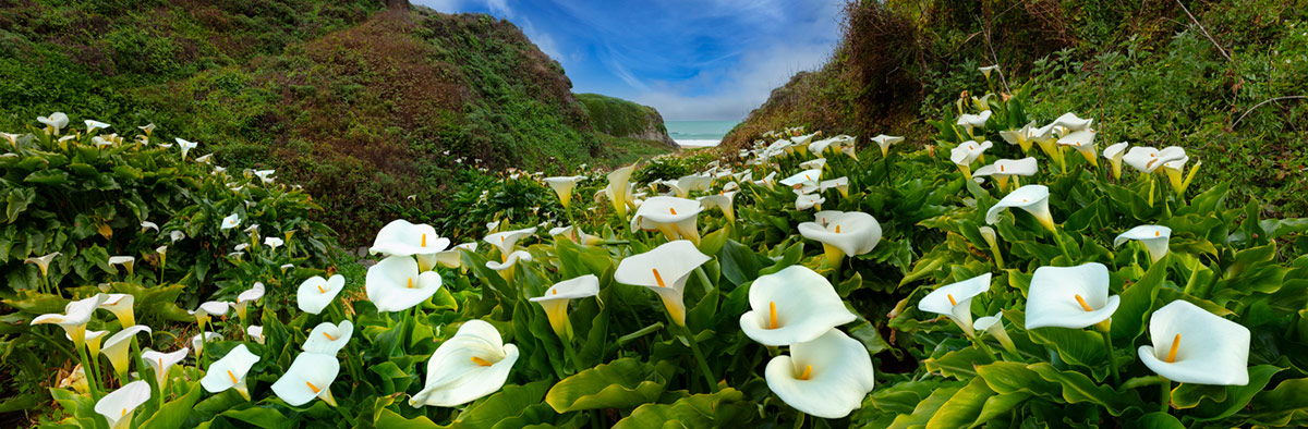 Cala Lily Valley with Blue Skies