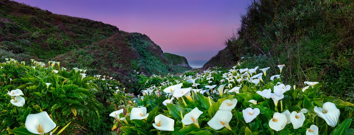 Cala Lily Valley Pink Sunrise
