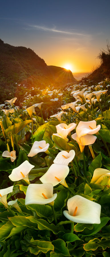 Cala Lily Valley Sunset Vertical
