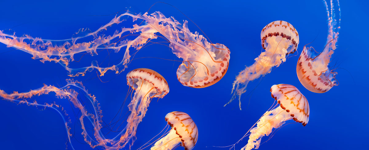 Golden Jellyfish Panoramic