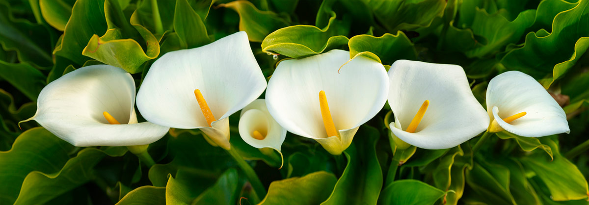 Panoramic Cala Lilies