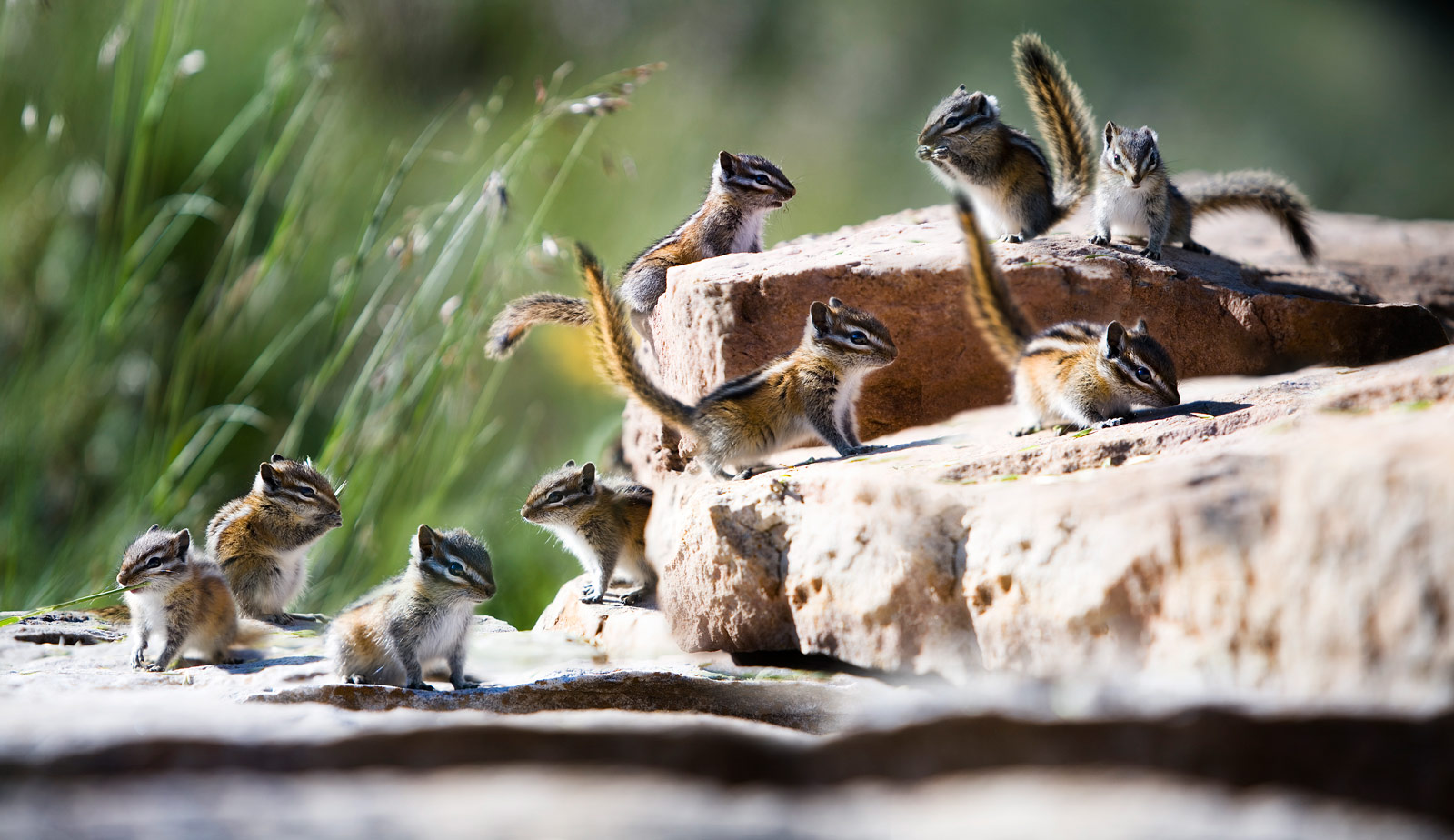 Chipmunk Family