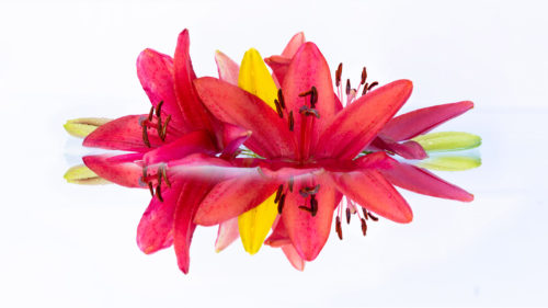 Red Lilies Reflecting in Water Lewis Carlyle Photography