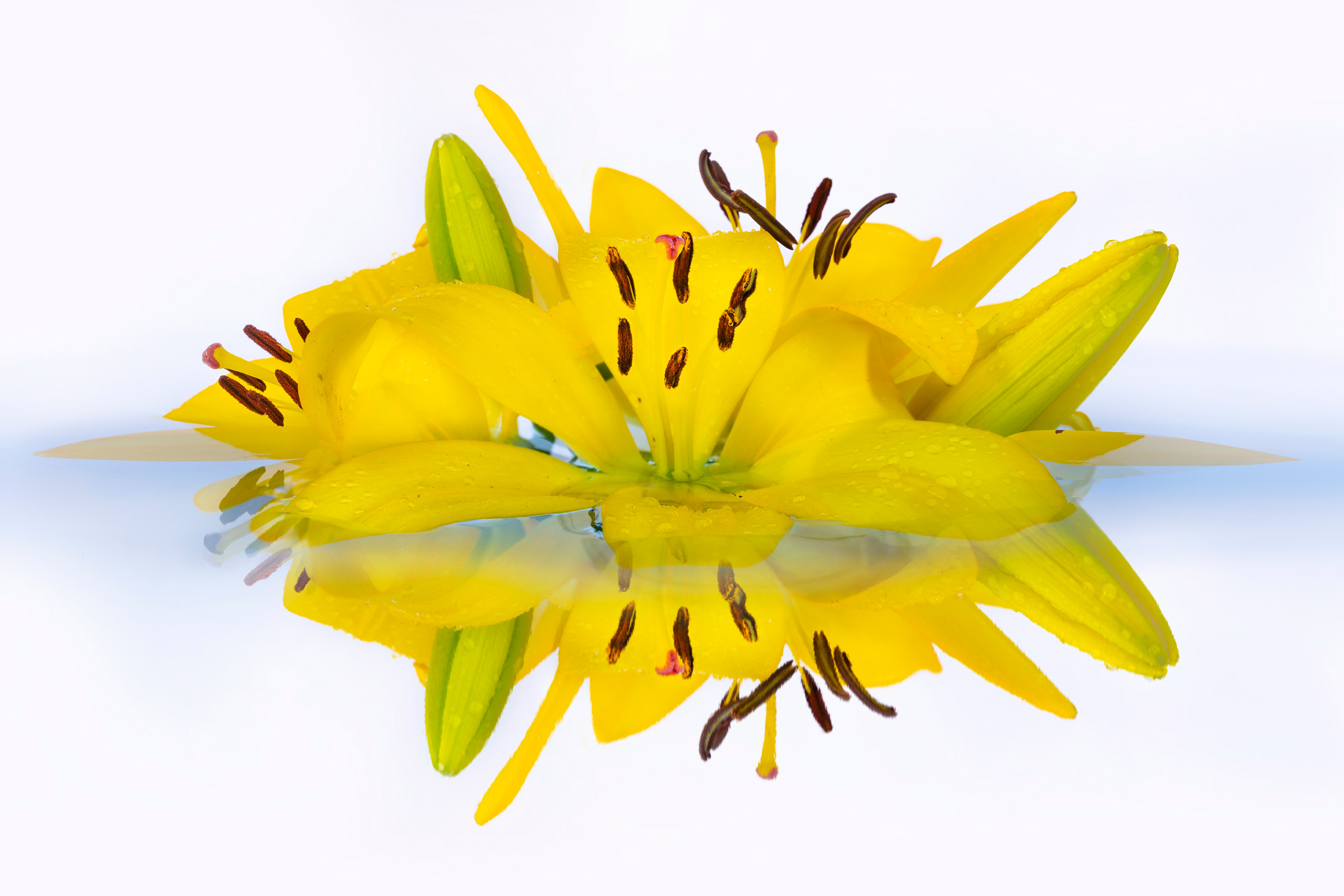 Yellow Lilies in White