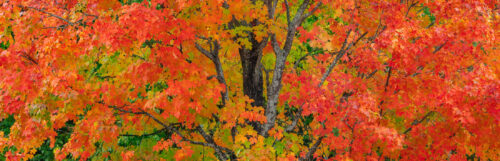 Scarlet Tree Fall Colors Michigan Upper Peninsula